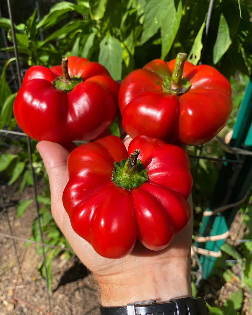 Sweet Round of Hungary Pepper Kids Seed Co.