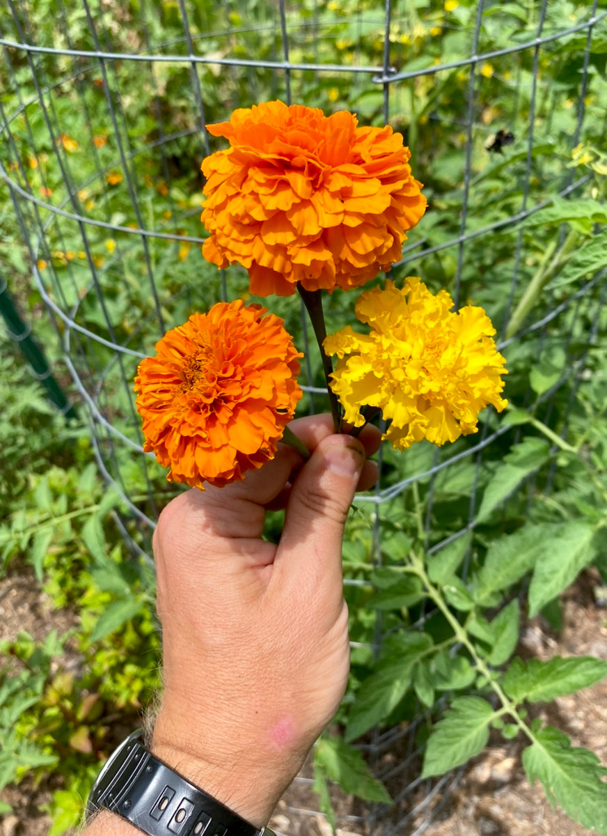 Mexican Marigold Seeds (Cempasúchil) Kids Seed Co.