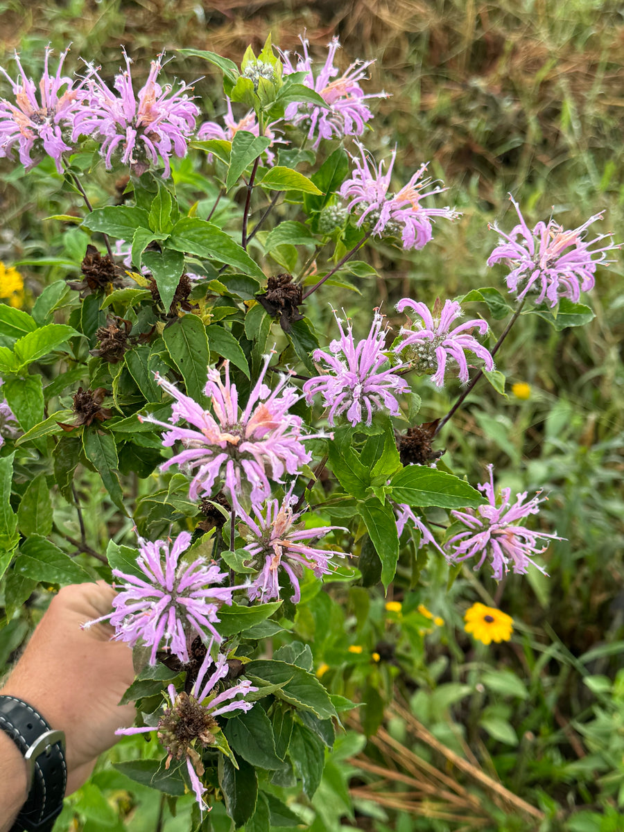 Bergamot (Wild Bergamot) – Kids Seed Co