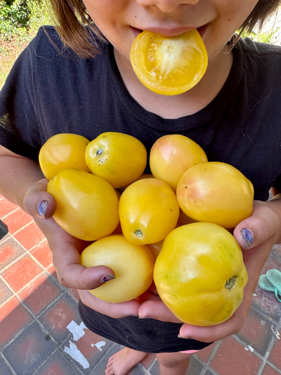 Tomato (Old Ivory Egg Tomato) – Kids Seed Co.