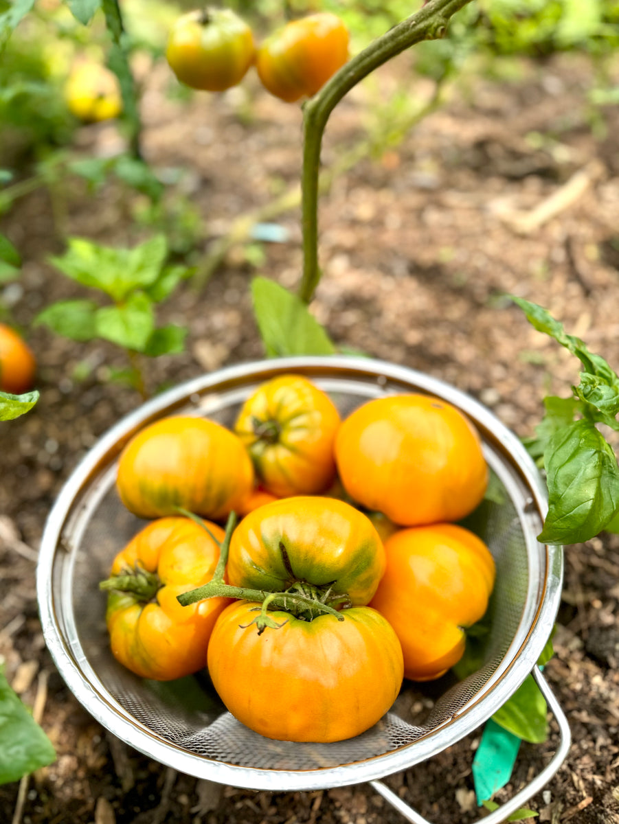 Tomato (Sol de Chiapas Tomato) – Kids Seed Co.