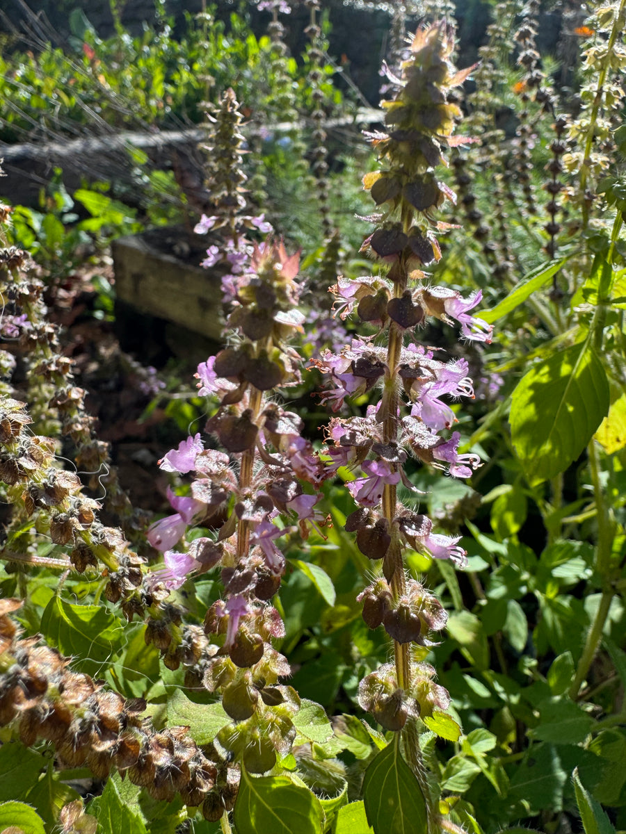 Basil (Holy Basil / Tulsi)  Kids Seed Co.
