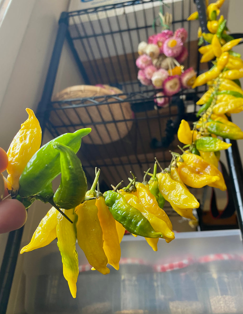 Pepper (Ají Limon / Lemon Drop Pepper) Kids Seed Co.