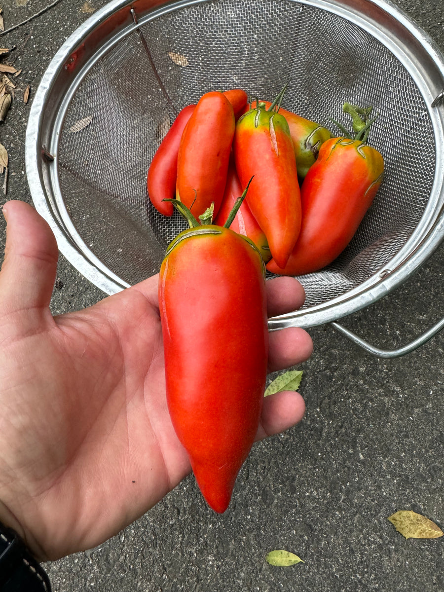 Tomato (Danube Sausage Tomato) – Kids Seed Co.