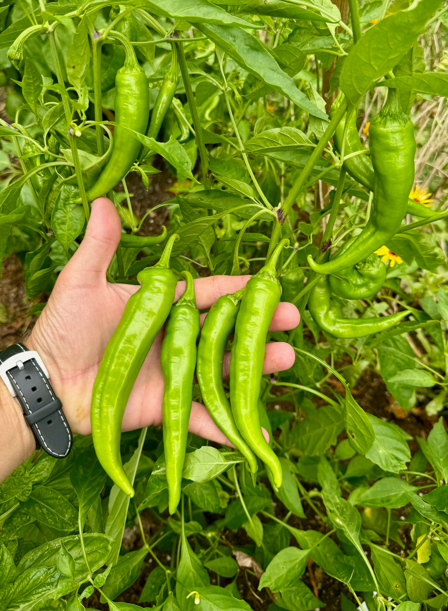 Pepper (Manganji Pepper) – Kids Seed Co.