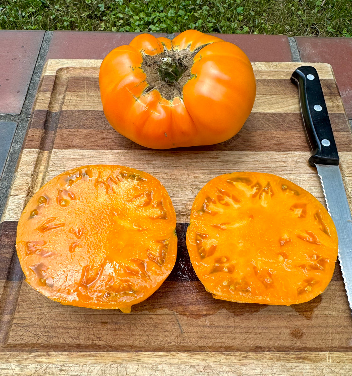 Tomato (Mountain Sun Tomato) – Kids Seed Co.