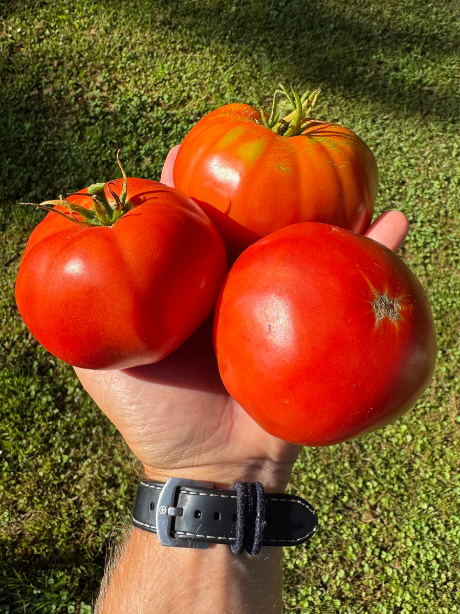 Tomato (Cold Mountain Tomato) – Kids Seed Co.