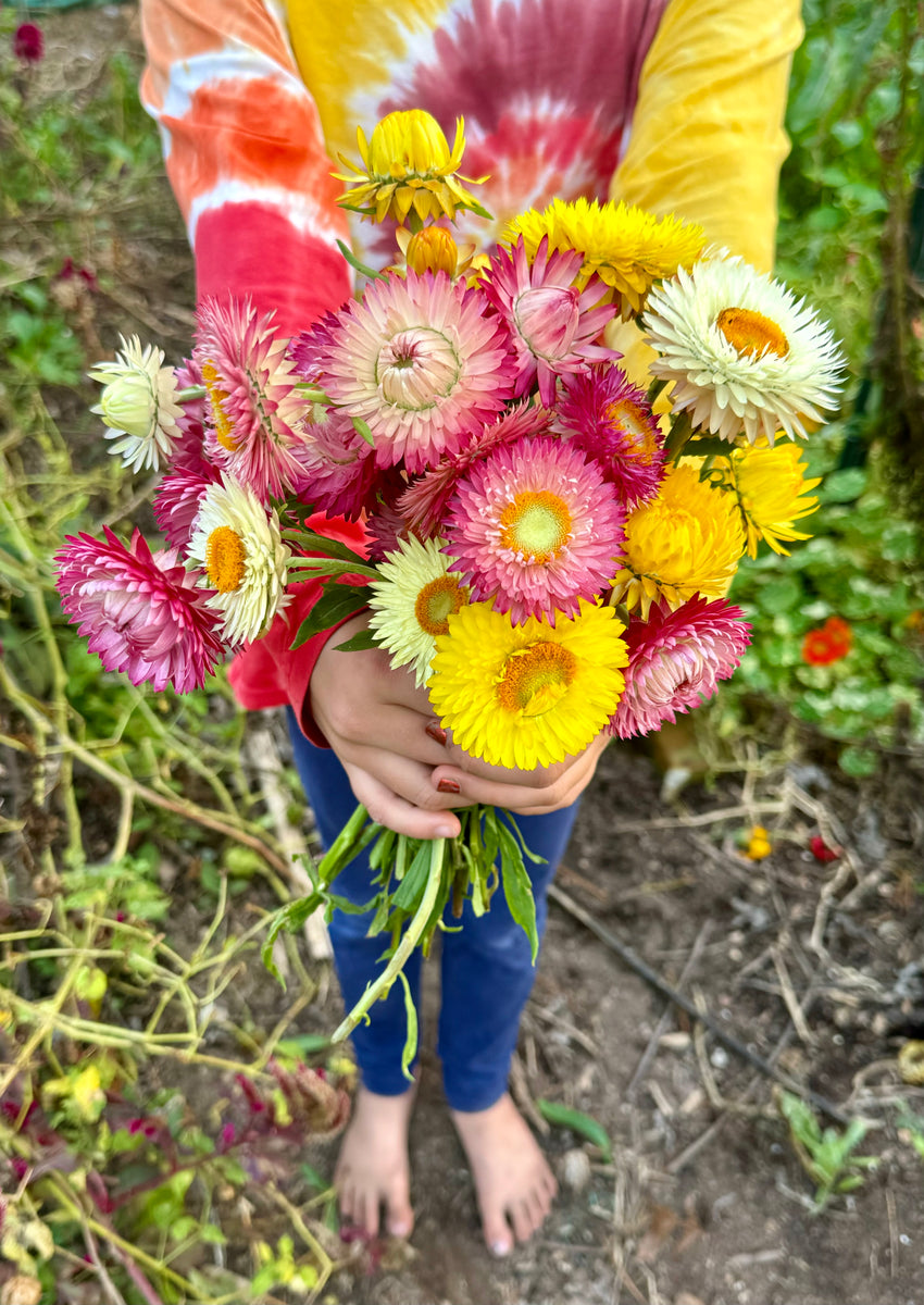 Strawflower – Kids Seed Co