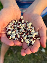 Bean (Red-Eye Greasy Bean)