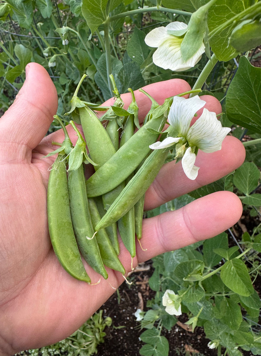 Sugar Snap Peas