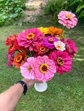 Zinnia