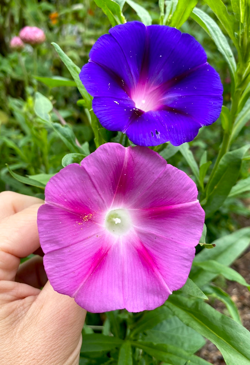 MORNING GLORY morning-glory-grandpa-ott-shk-