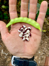 Bean (Red-Eye Greasy Bean)