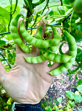 Bean (Red-Eye Greasy Bean)