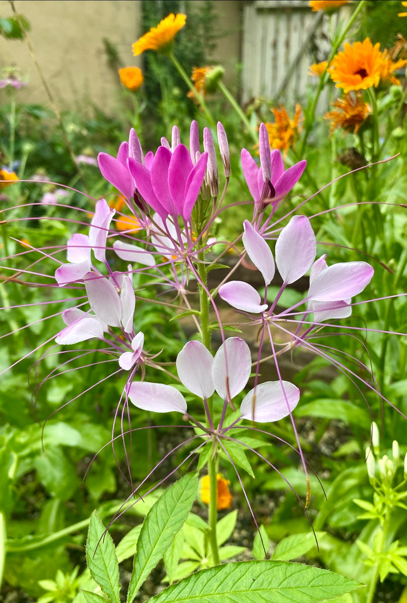 cleome spider flower seeds Cleome (Spider Flower) – Kids Seed Co