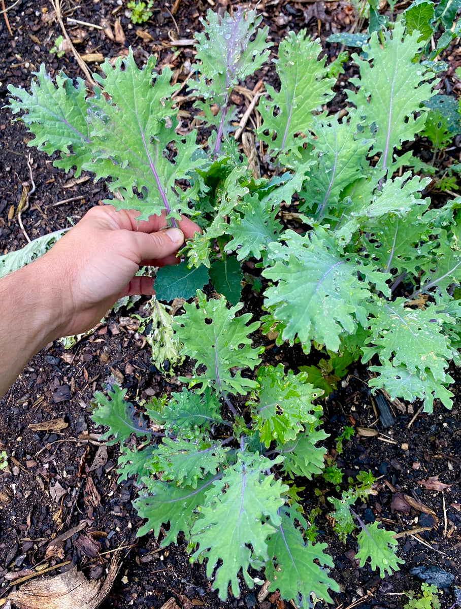 Kale (Spanish and Hungarian) Kids Seed Co.
