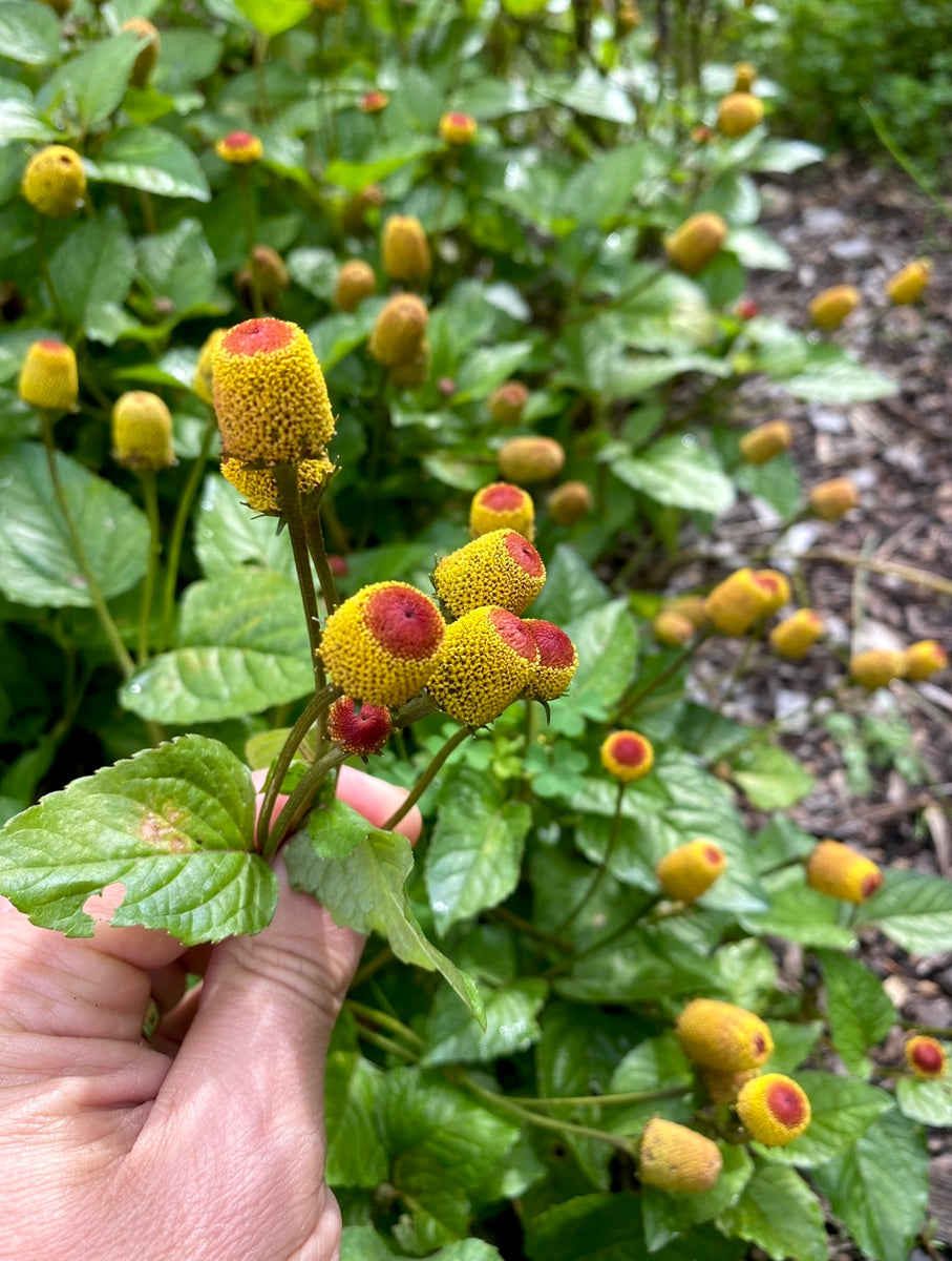 toothache plant seed Toothache Plant / Spilanthes