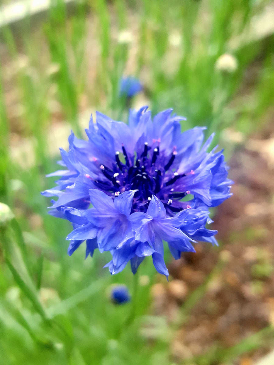 Bachelor Buttons: Cornflowers To Brighten Your Beds