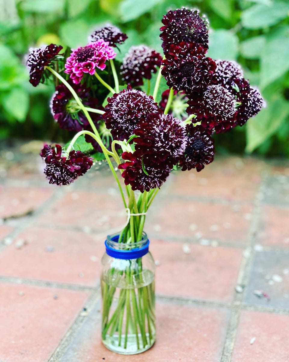 Scabiosa (Pincushion Flower) – Kids Seed Co