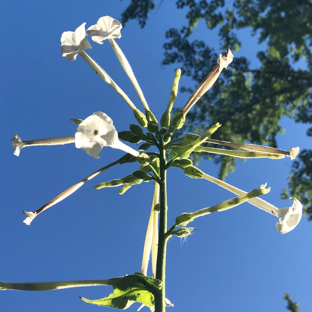Nicotiana sylvestris – Kids Seed Co