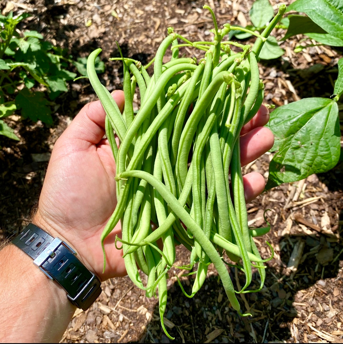 Bean (Haricot verts) Kids Seed Co.
