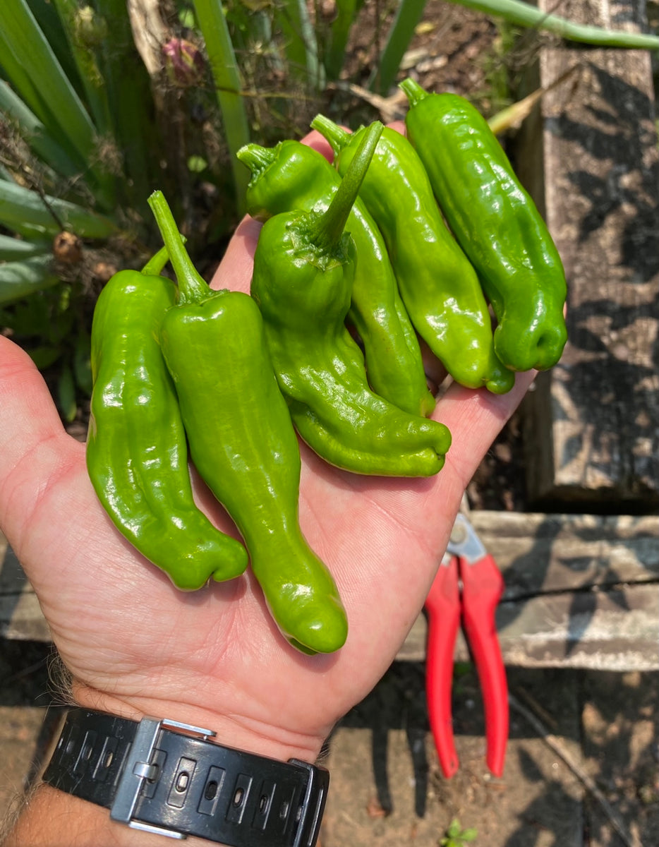 shishito pepper plant Pepper (Shishito Pepper) – Kids Seed Co