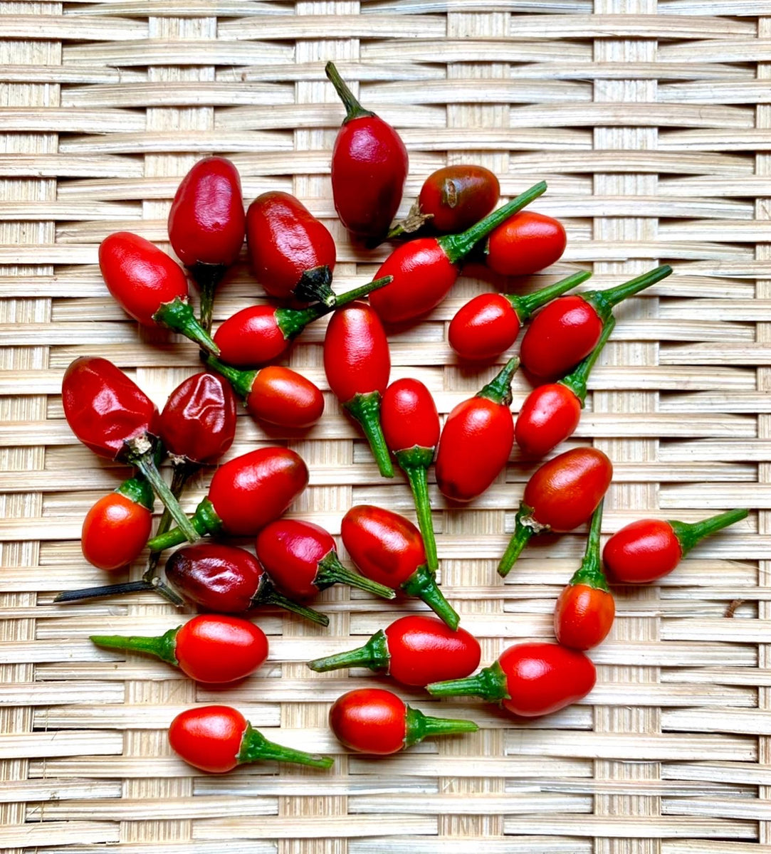 Chiltepin Peppers – Kids Seed Co.