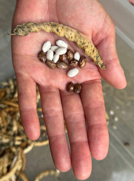 The History of Greasy Beans: A Southern Appalachian Staple