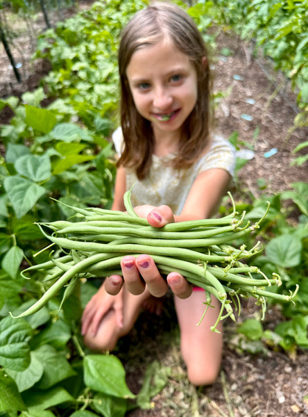 Growing Haricots Verts: A Guide to Cultivating These Delicate French Green Beans