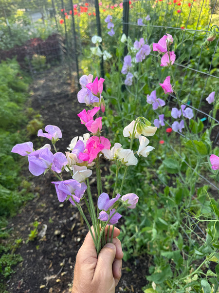 A Guide to Growing Sweet Pea Flowers: Fragrant Beauty for Your Garden
