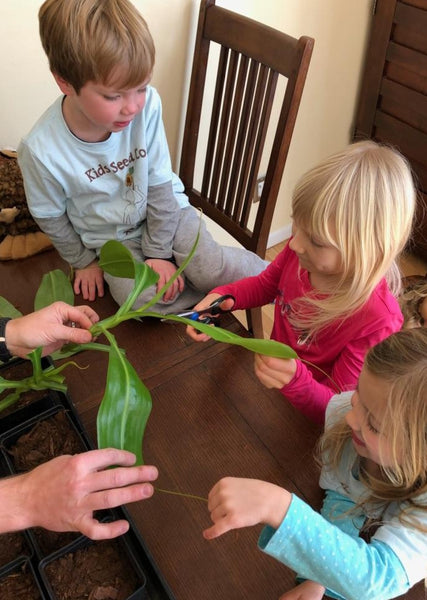 Growing carnivorous plants from cuttings: Indoor garden activities with kids