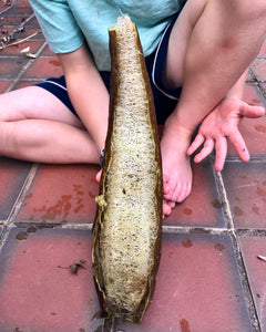 How to Grow Luffa Gourds and Their Amazing Uses