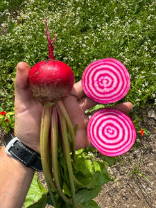 Chioggia Beets: A growing guide and an overview of their fascinating history
