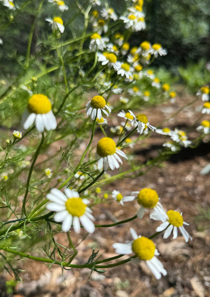 Growing German Chamomile: A Guide to Cultivating This Soothing Herb