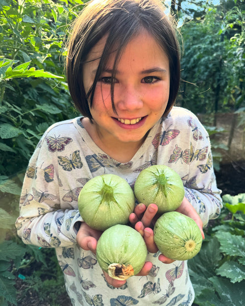 Growing Ronde de Nice Squash: A Guide to This Delicate, Flavorful Heirloom