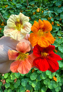 Nasturtiums: The Perfect Companion Plant and How to Grow Them
