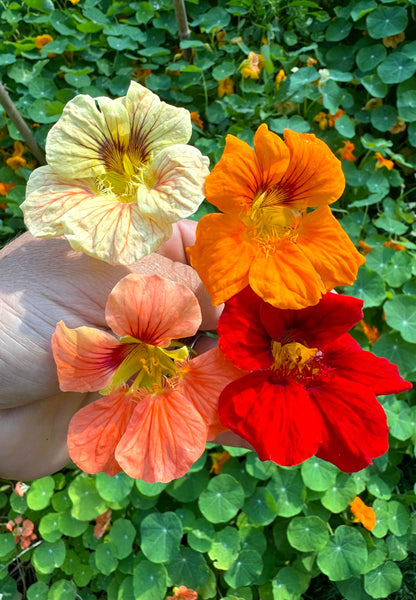 Nasturtiums: The Perfect Companion Plant and How to Grow Them