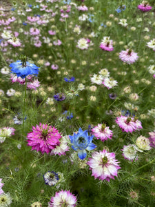 Growing Nigella Damascena: A Guide to Love-in-a-Mist