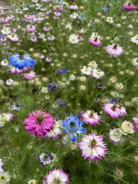 Growing Nigella Damascena: A Guide to Love-in-a-Mist