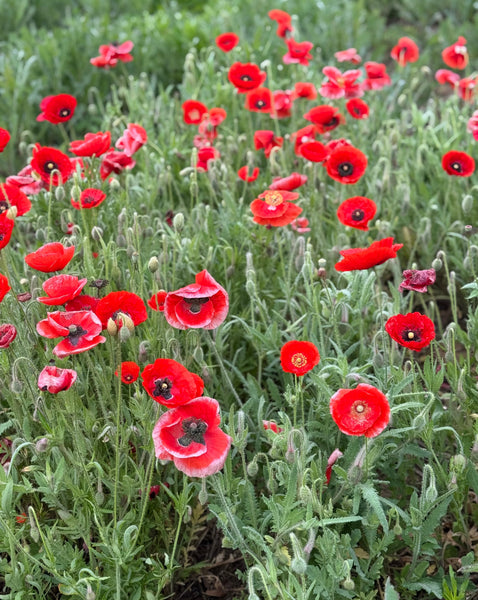 Flanders Poppies: A Symbol of Remembrance and Beauty