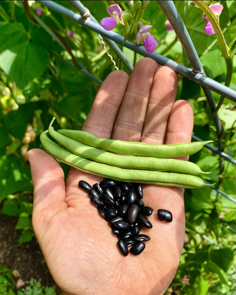 Cherokee Trail of Tears Bean - Heirloom Seeds