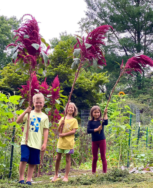 The History of Amaranth and How to Grow It
