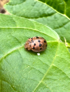 Mexican Bean Beetles: Identification and Pesticide-Free Prevention