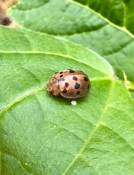 Mexican Bean Beetles: Identification and Pesticide-Free Prevention