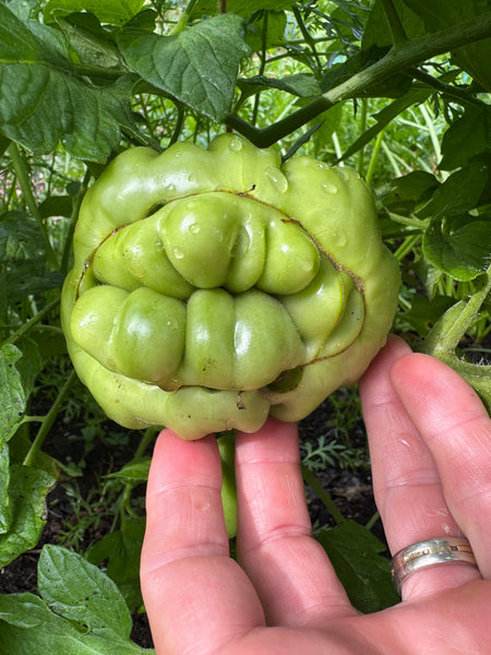 Cat Facing in Tomatoes: The Quirky Side of Your Garden