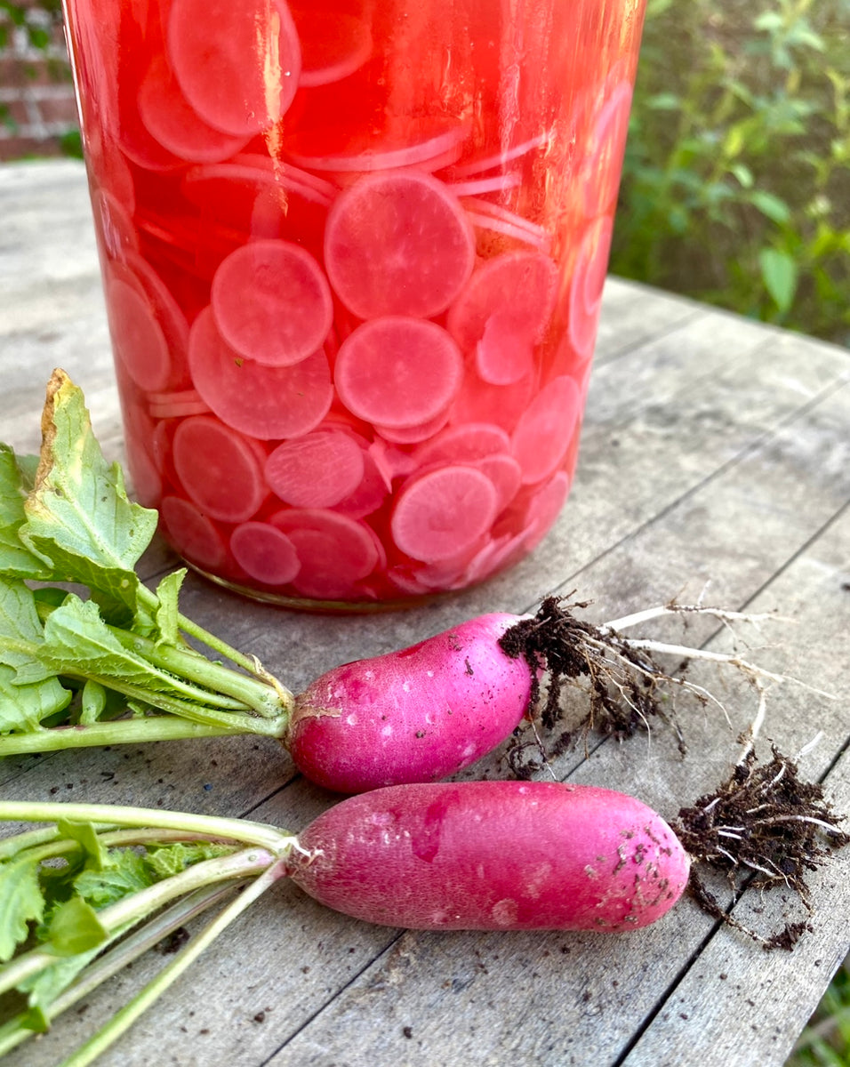 Radish Pickles French Breakfast Radishes Kids Seed Co.