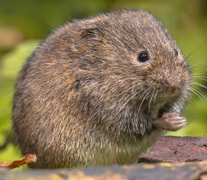 How to Naturally Control Voles in Your Garden