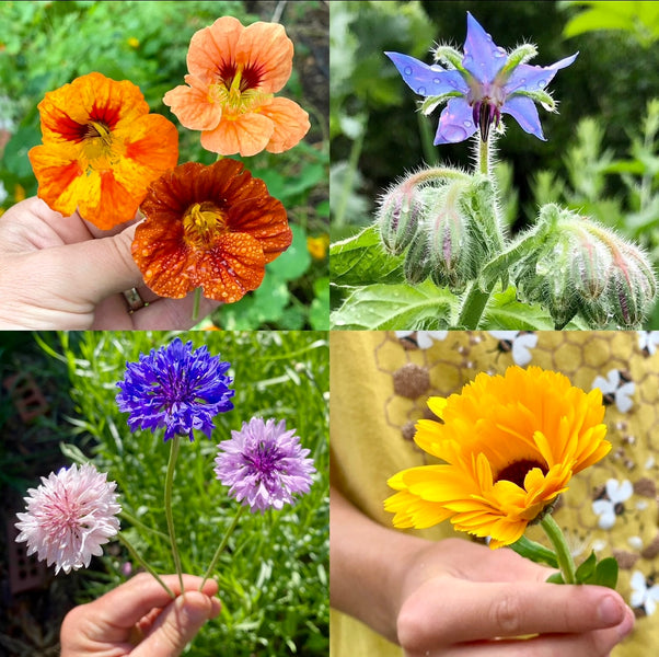 Edible Flower Collection - Heirloom Seeds