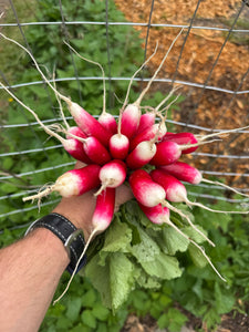 French Breakfast Radishes: A quick and colorful addition to your spring garden.