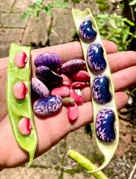 Growing Scarlet Runner Beans: A vibrant and delicious addition to your garden